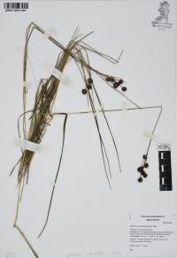 Juncus ebracteatus image